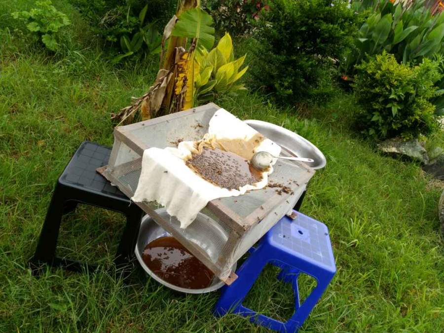 大家帮忙鉴定下非洲带过来的蜂蜜