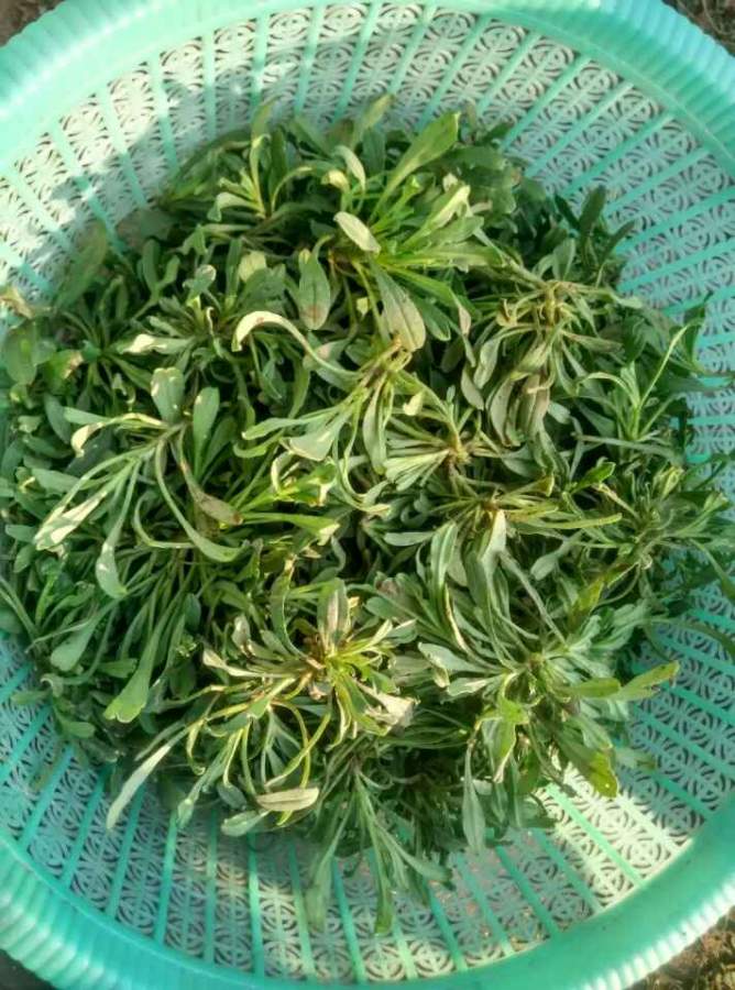 老家的蒸菜,你有吃过么