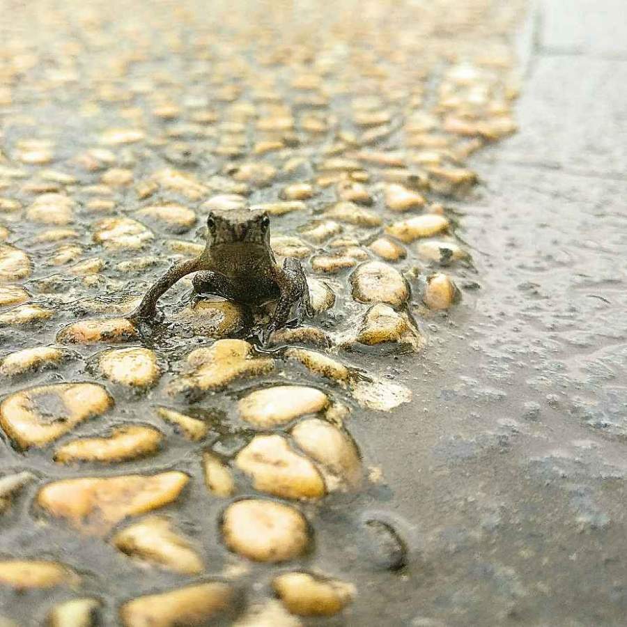 几天大雨过后,发现很多小青蛙就出来了,给这些小生命赞一个