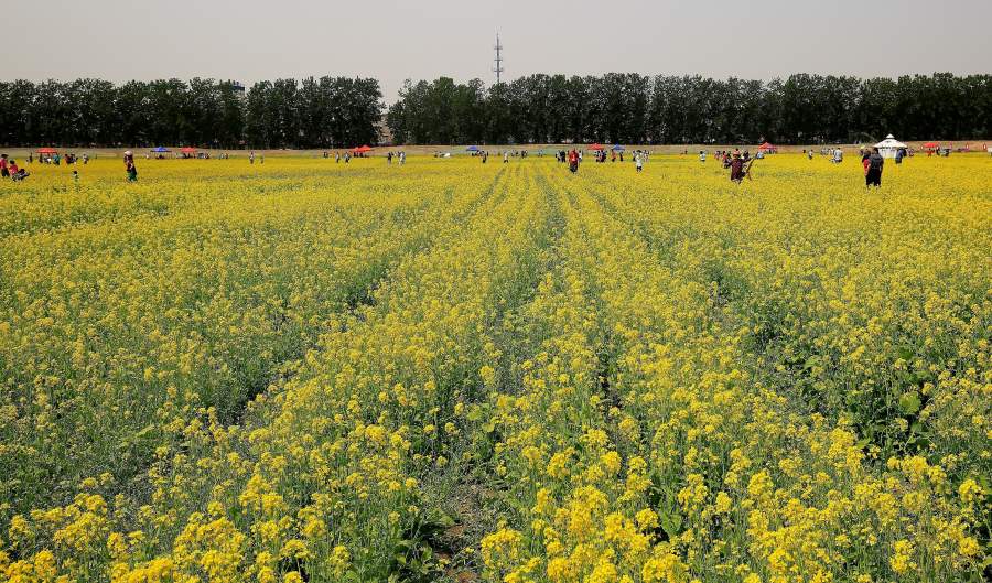 北京大兴红星集体农场油菜花