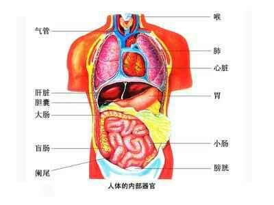 肚脐周围人体器官图图片