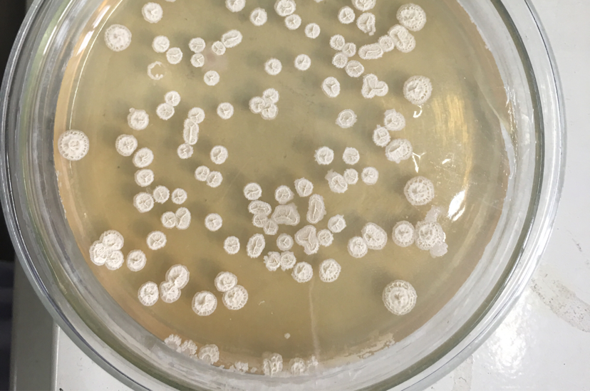 求枯草芽孢杆菌的图片分离鉴定方法