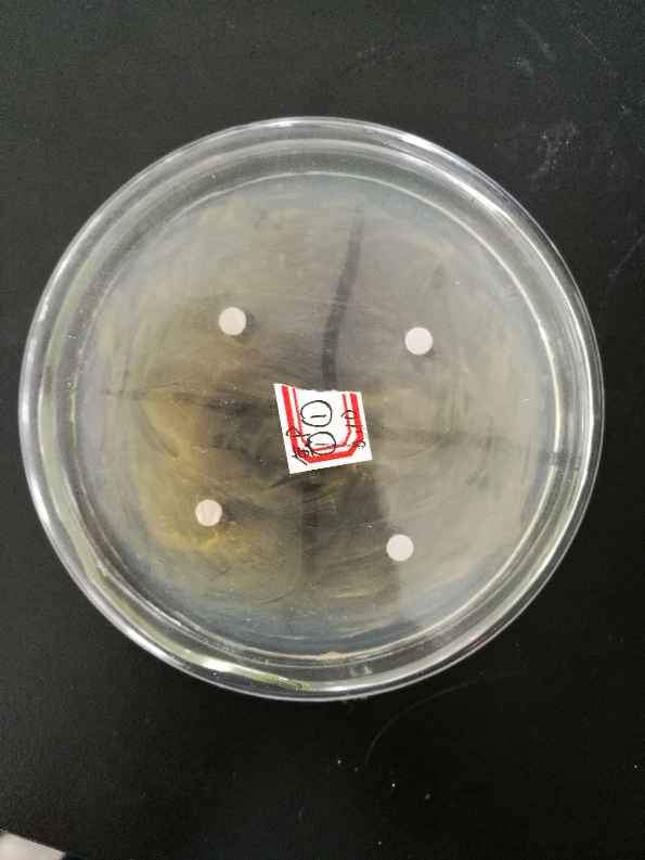 滤纸片法抑菌实验图片图片