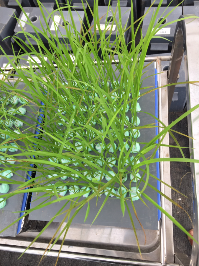 三叶一心的水稻秧苗得病了