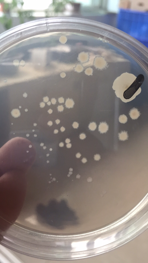 枯草芽孢杆菌菌落图片图片