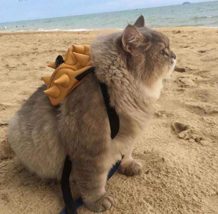 努力适应所有的不适应,说白了没什么不适应