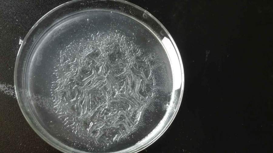 做pva成凝胶实验,最近发现成的胶表面皱褶