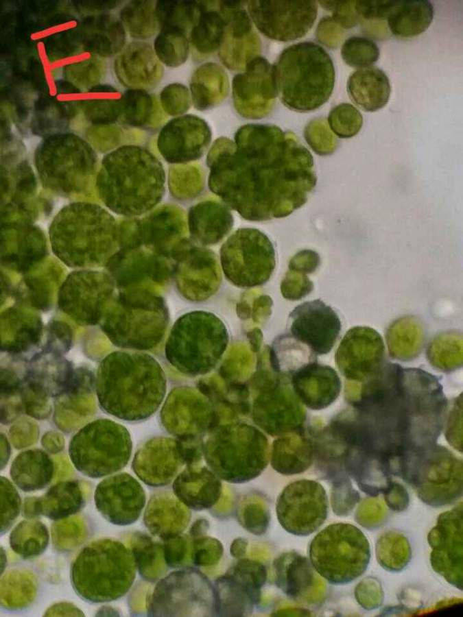 求大牛帮忙鉴定是否是微囊藻 - 微生物 - 分类/鉴