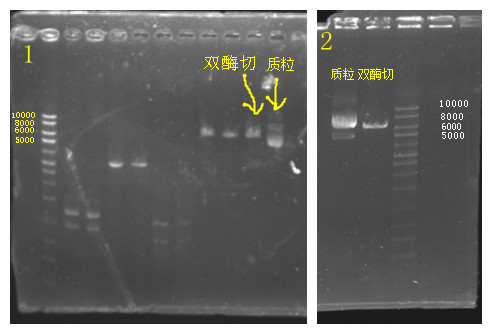 质粒跑胶图片
