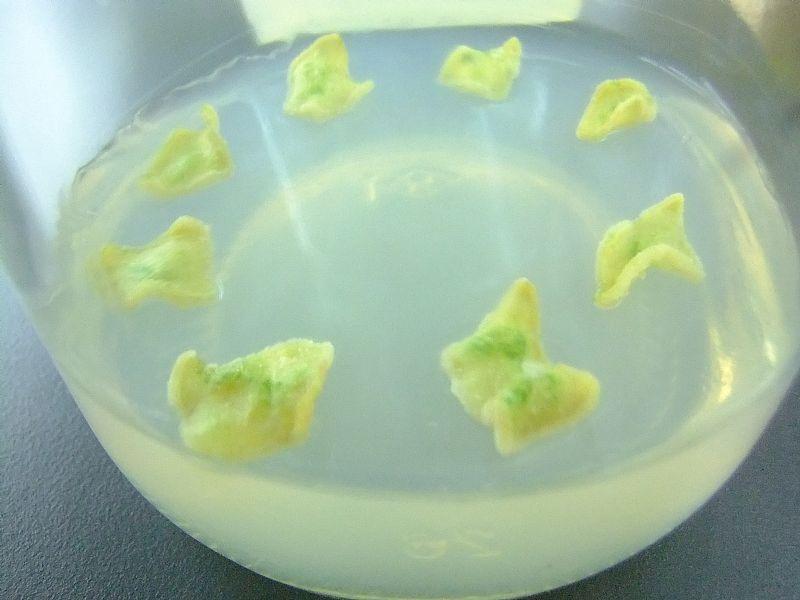 这样的愈伤组织能分化出芽吗