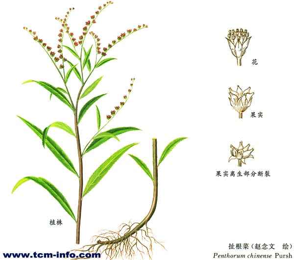 求助关于扯根草的所有资料 - 药学 - 药物化学 - 小木虫论坛-学术科研