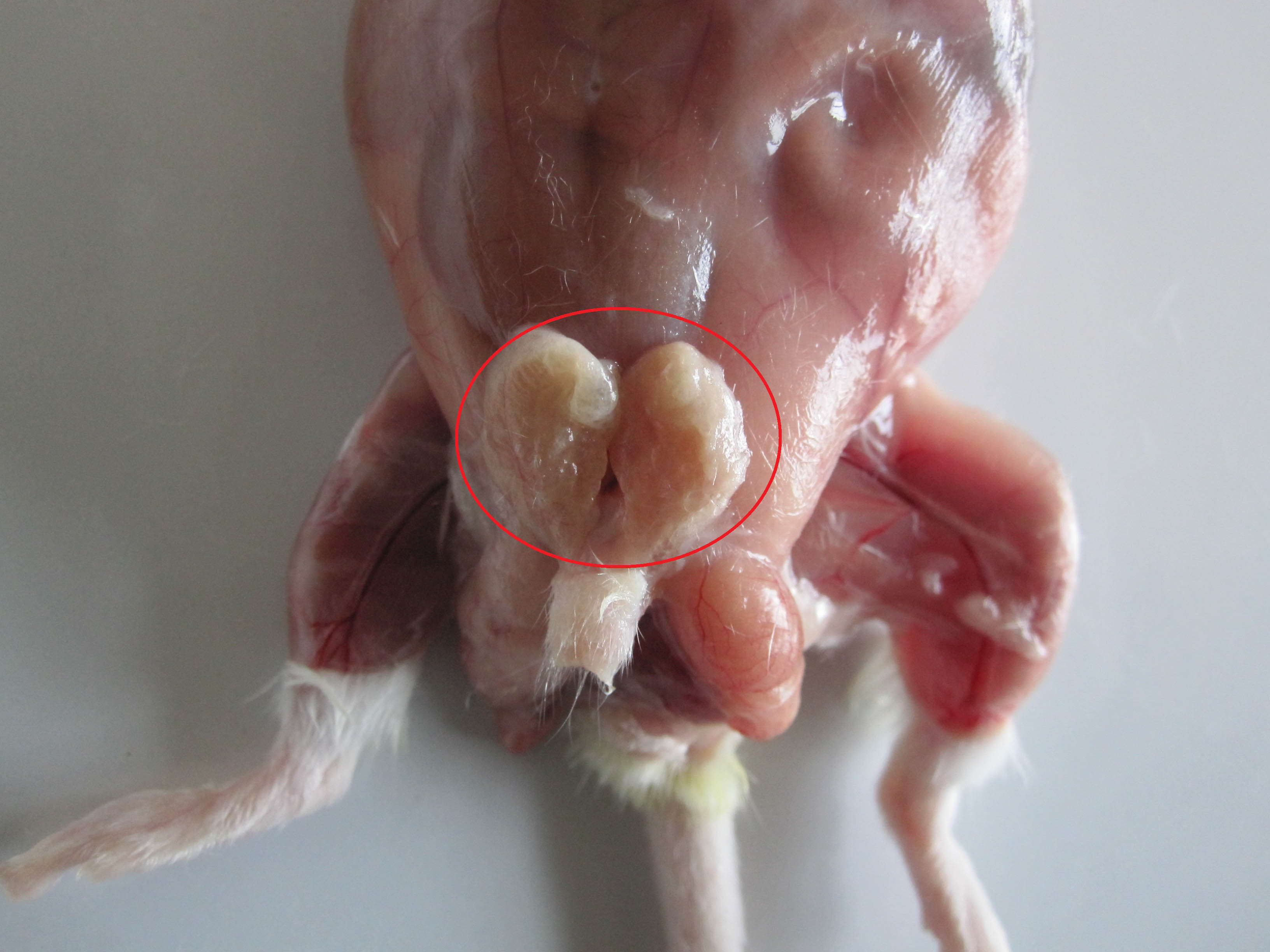 小鼠内脏图图片