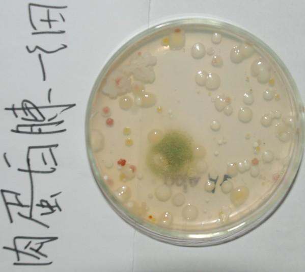 土壤微生物培养,请大家帮我指出在这些培养皿中,怎么分辨细菌,真菌和