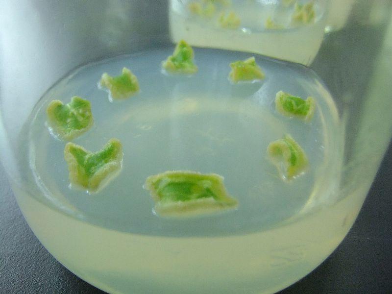 这样的愈伤组织能分化出芽吗