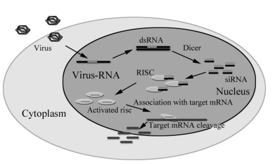 31~9.14★用病毒分段基因组进行转基因的表达
