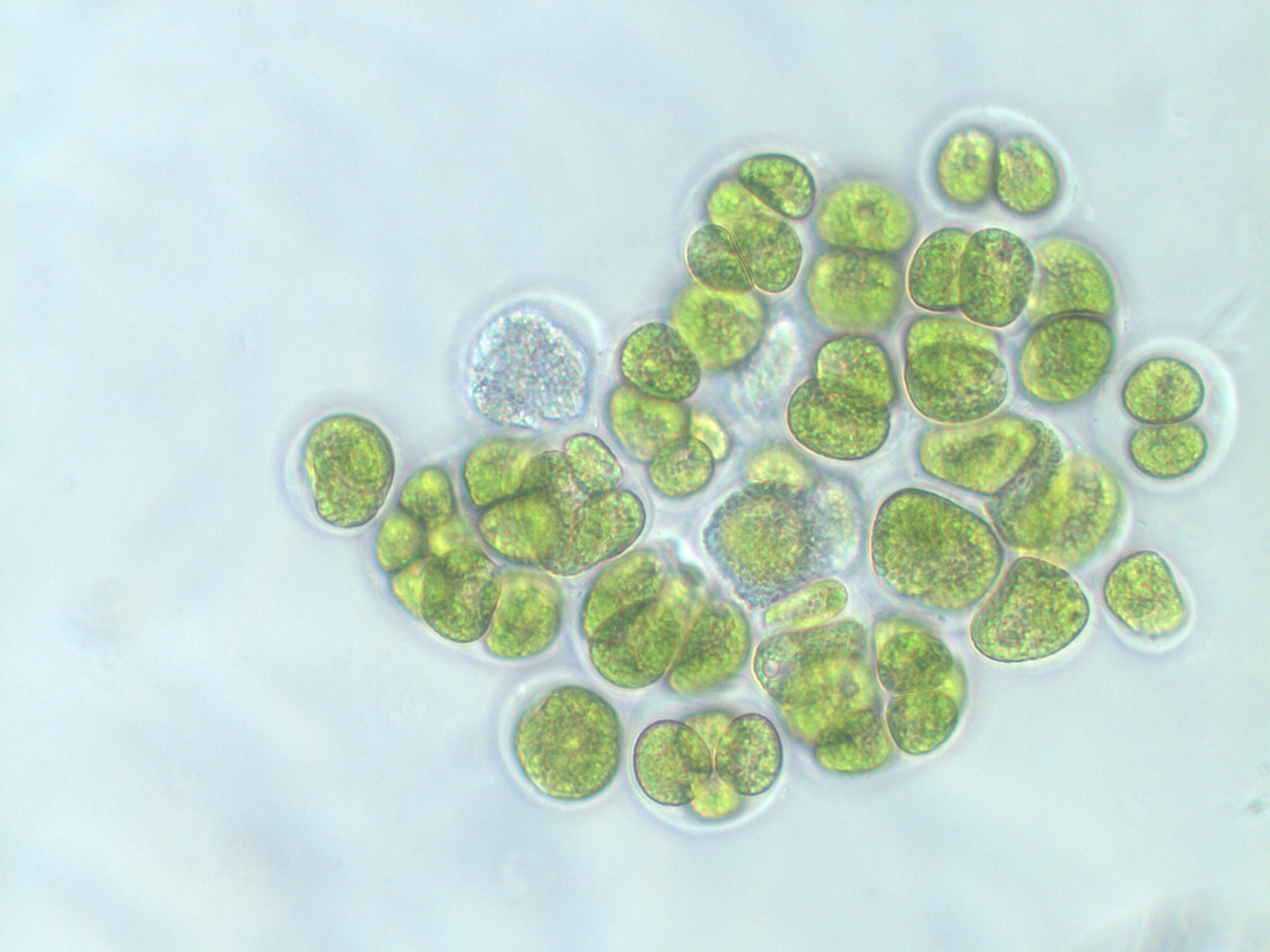 【求助/交流】鉴定一下是什么藻类 生物科学 小木虫 学术 科研