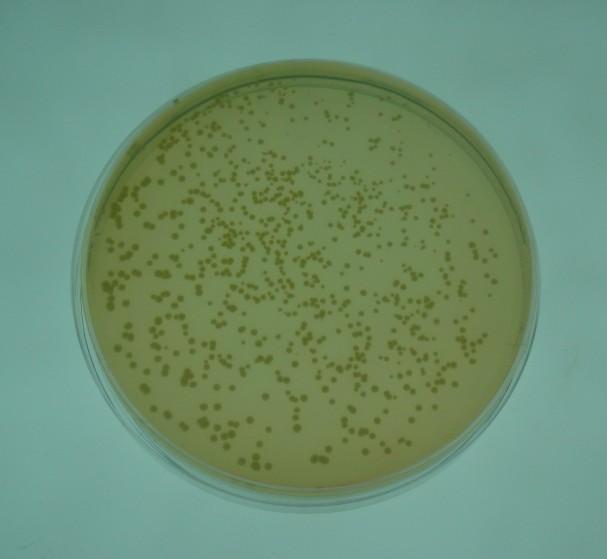 金色葡萄球菌图片图片