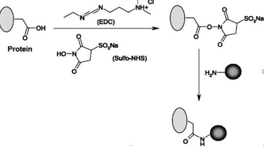 關於edc,edc nhs活化羧基或氨基的機理 - 分子生物 - 小木蟲 - 學術