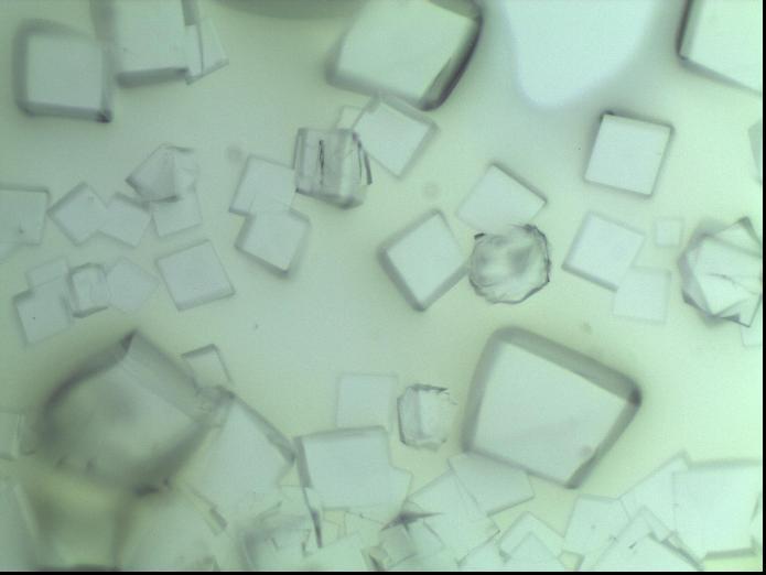 做了个手性mof 母液是透明的 但风化后得到正方形的 晶粒  请问是单晶