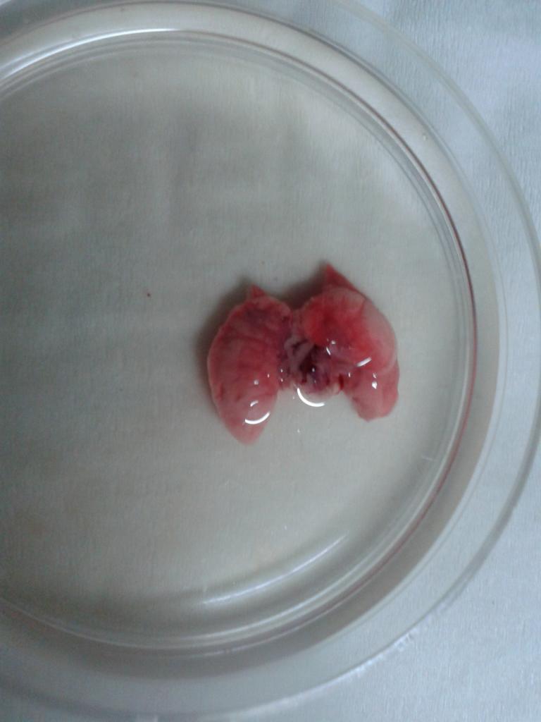 小鼠解剖后肺部呈现红色是发炎吗