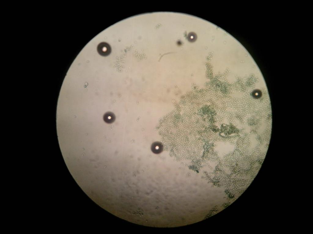 菌褶切片显微镜观察图片
