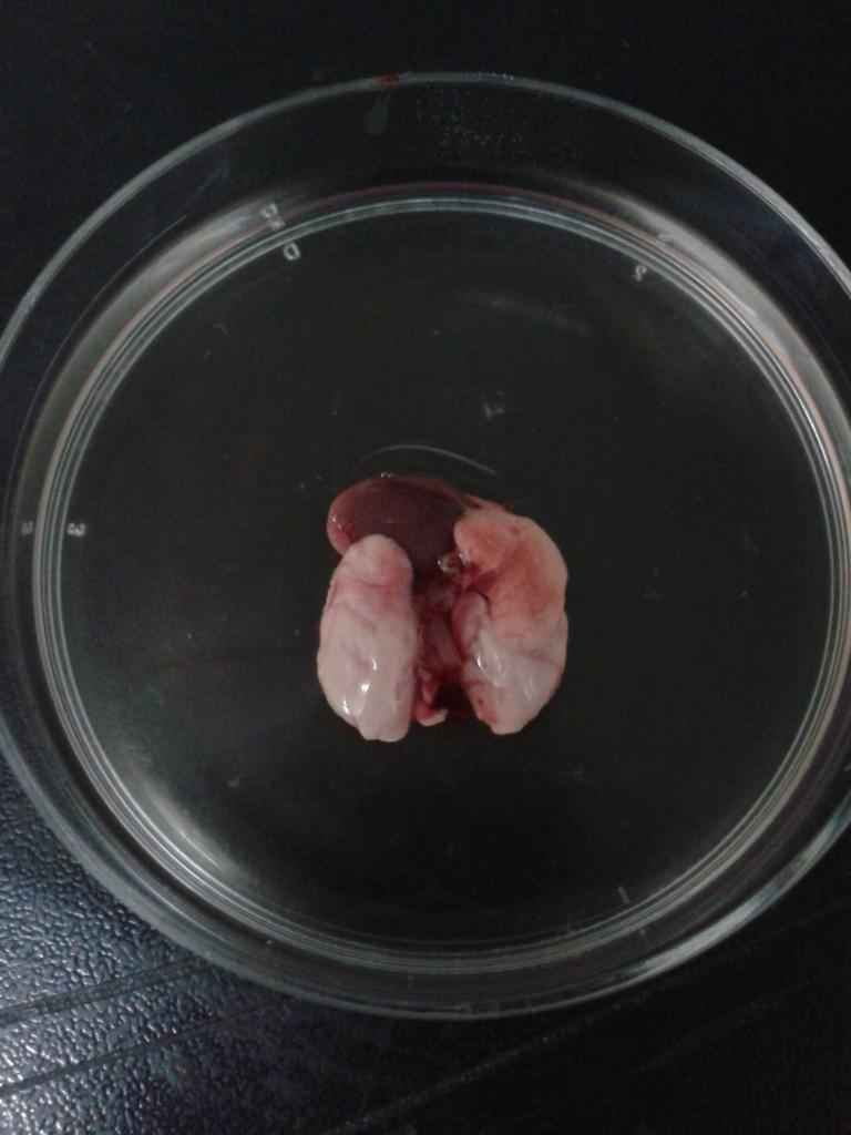 小鼠肺部解剖图片