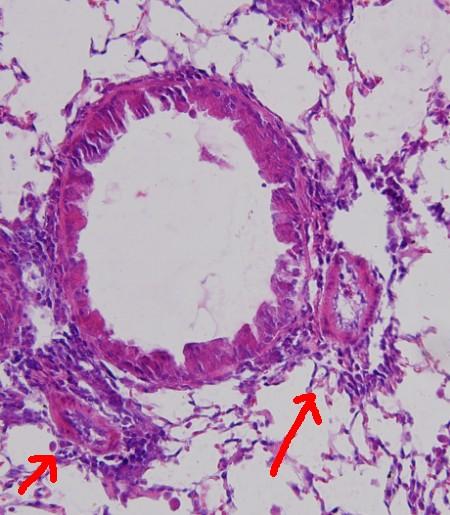 小鼠肺组织切片图片