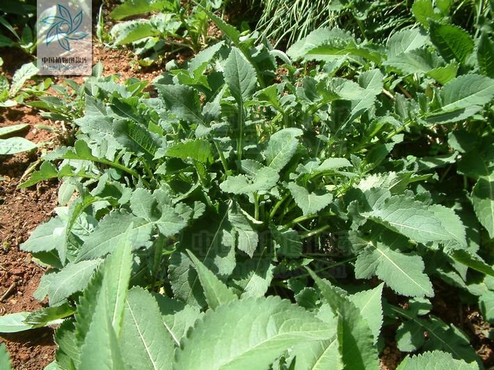 "一人一中药"★[中药图片分享] - 药学 - 中药学 - 小木虫论坛-学术