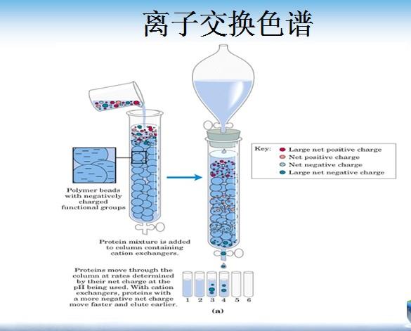 课件细胞器蛋白的制备