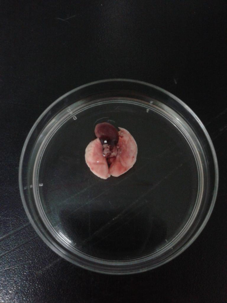 小鼠解剖后肺部呈现红色是发炎吗