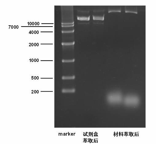 dna电泳图分析求助